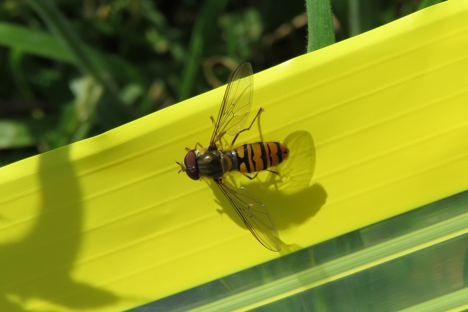 Episyrphus balteatus - ékfoltos zengőlégy
