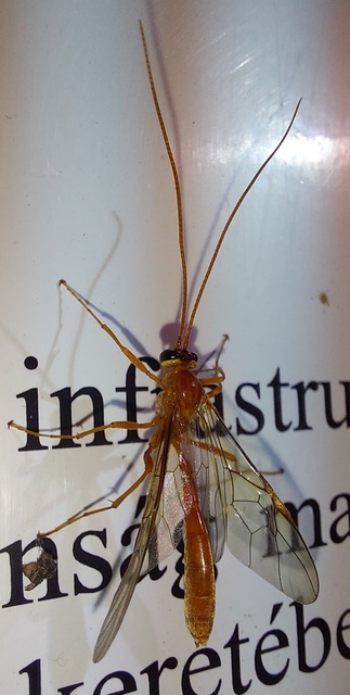 Ophion minutus