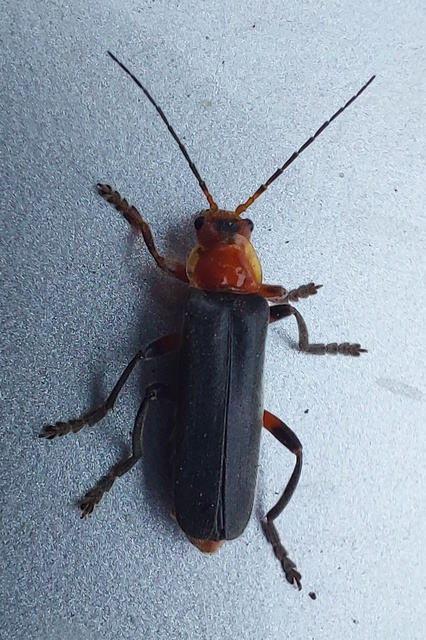 Cantharis livida - mezei lágybogár