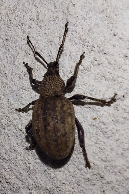 Otiorhynchus ligustici - vincellér-gyalogormányos