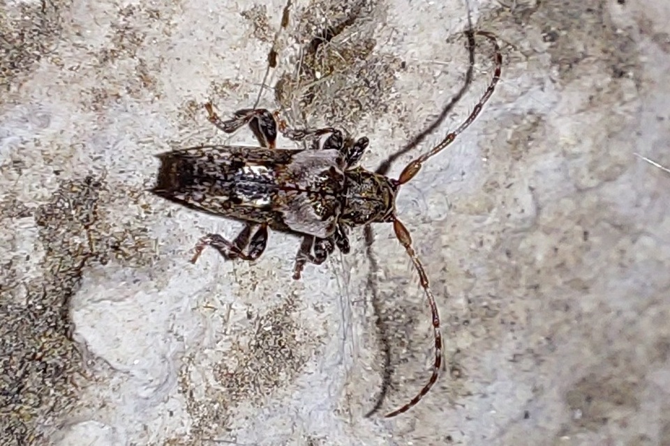 Pogonocherus hispidus - kéttövises ecsetcincér