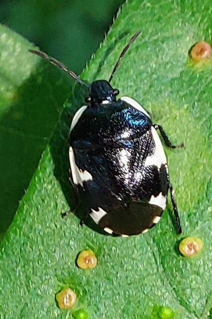 Tritomegas sexmaculatus - hatfoltos földipoloska