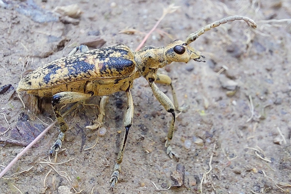 Rhagium sycophanta - tölgyes-tövisescincér