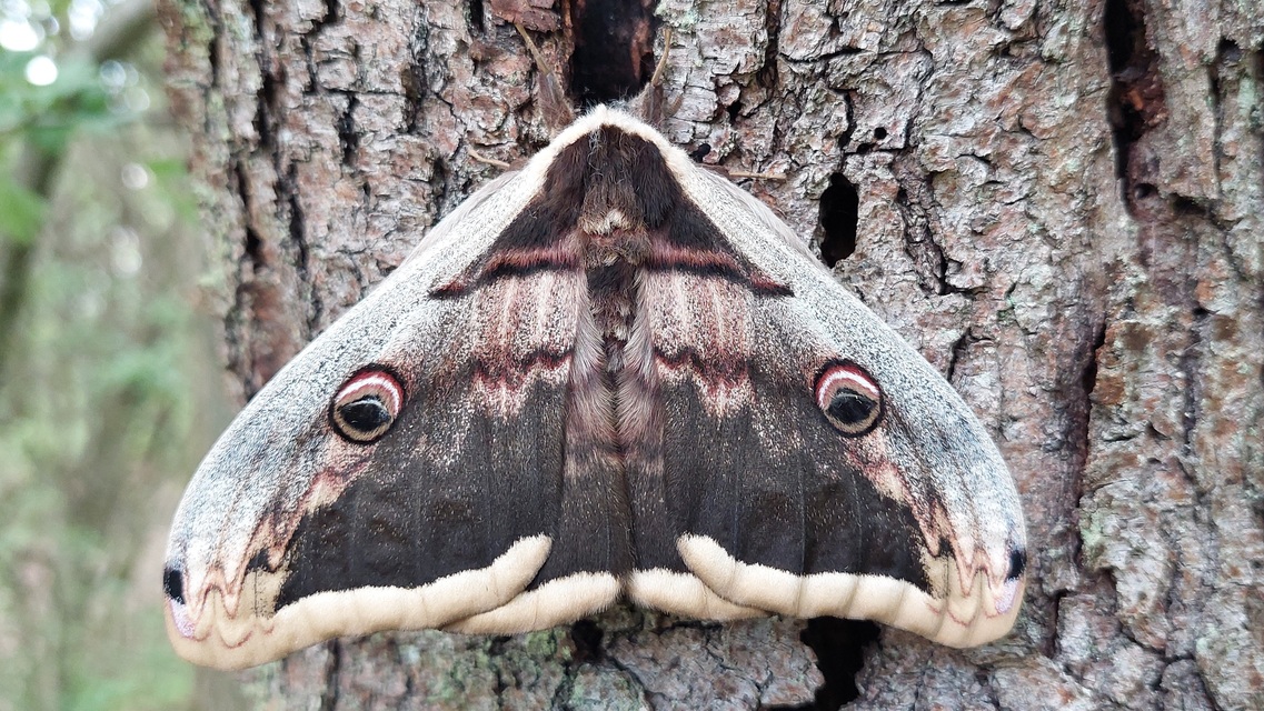 Saturnia pyri - nagy pávaszem