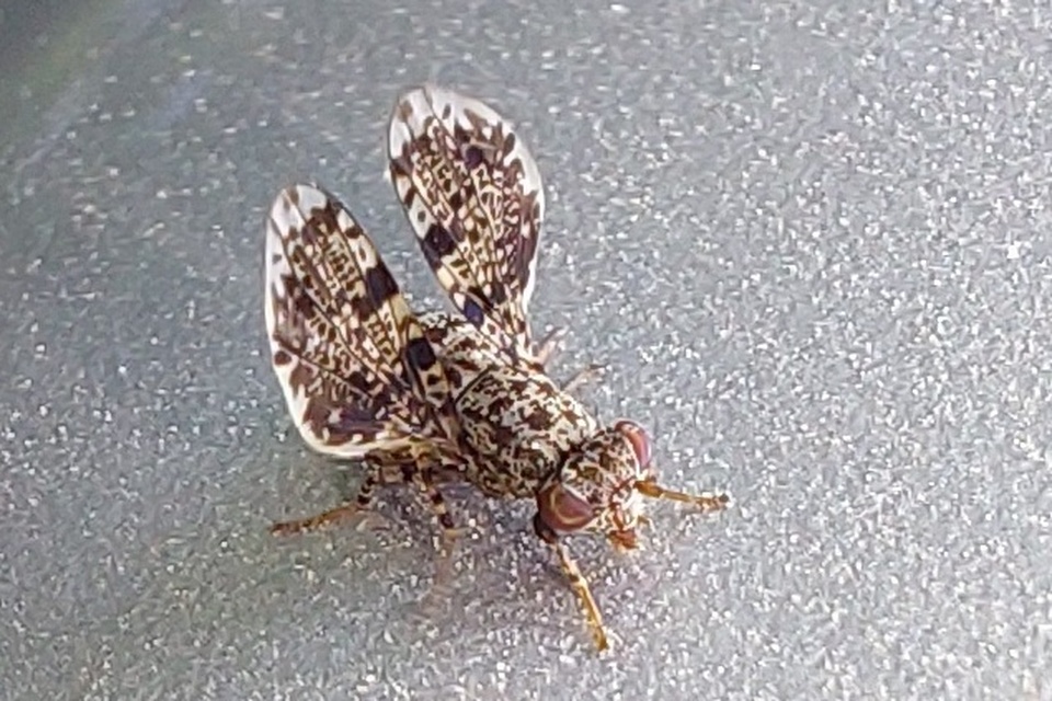 Callopistromyia annulipes - pávalégy