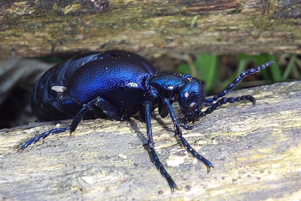Meloe violaceus - kék nünüke