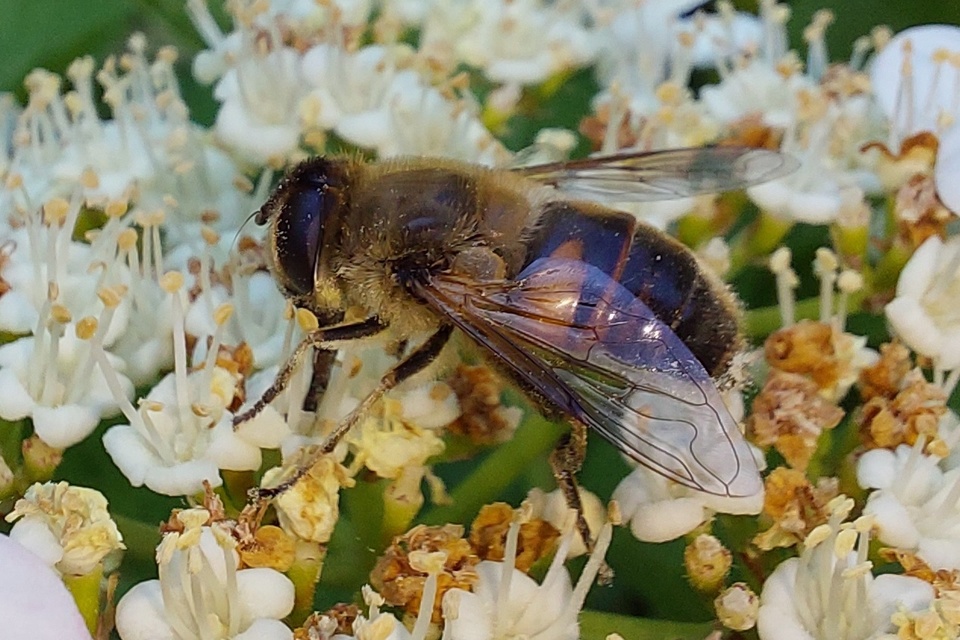 Eristalis tenax - közönséges herelégy