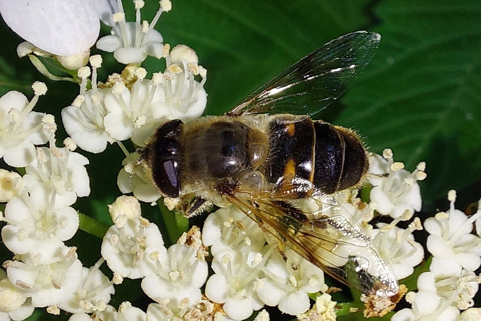Eristalis tenax - közönséges herelégy