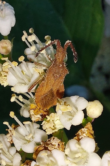 Coriomeris