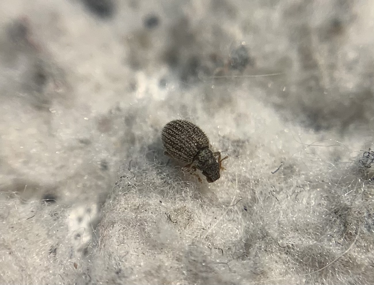 Brachysomus fremuthi - pannon gyepormányos