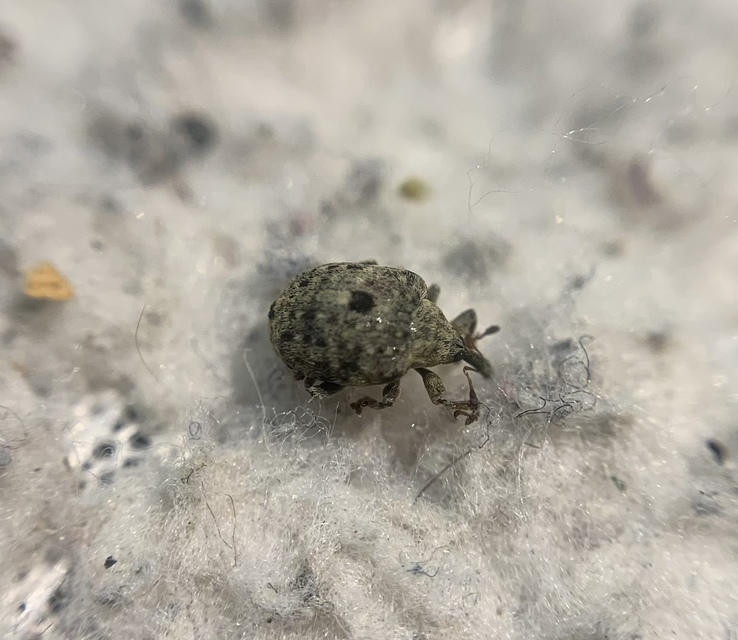 Cionus thapsus - kis ökörfarkkóró-gömbormányos