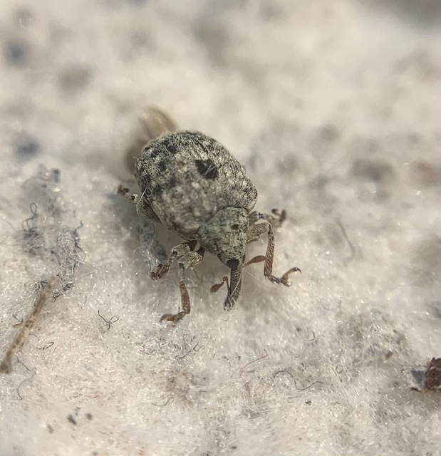 Cionus thapsus - kis ökörfarkkóró-gömbormányos