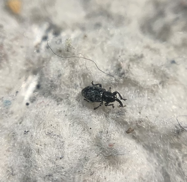 Smicronyx coecus - egykarmú arankaormányos