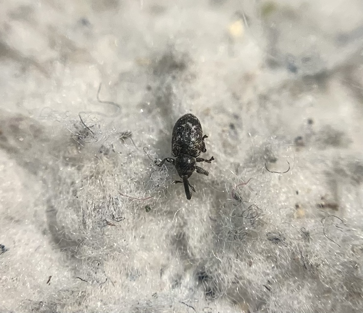 Smicronyx coecus - egykarmú arankaormányos