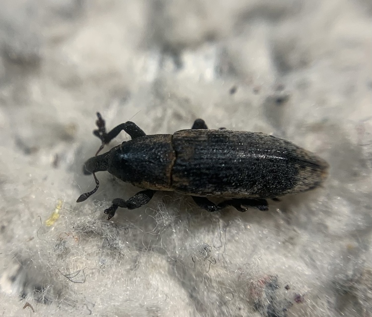 Lixus brevipes - vaskosorrú dudvabarkó