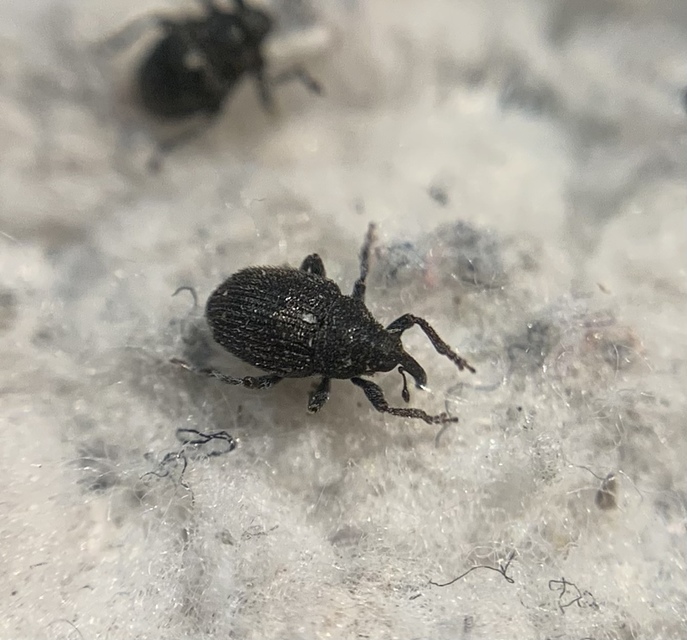 Glocianus pilosellus - szőrös gömbdedormányos
