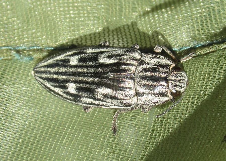 Chalcophora mariana - nagy fenyvesdíszbogár