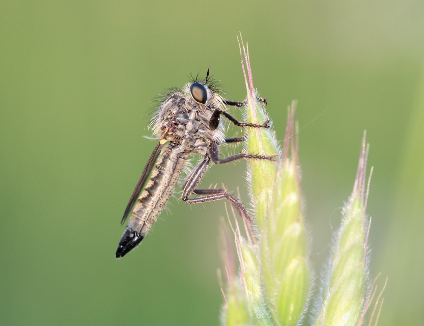 Dysmachus bimucronatus