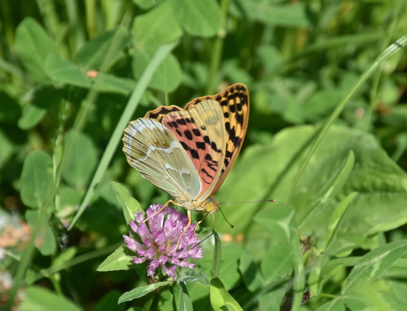 Argynnis pandora - zöldes gyöngyházlepke