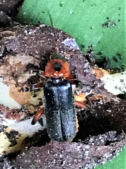 Cantharis rustica - suszterbogár