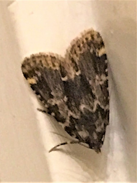 Aglossa signicostalis - hangyailonca