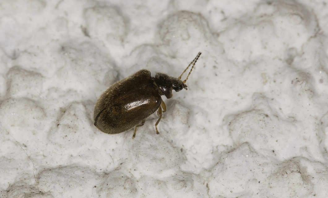Scirtidae - rétbogárfélék