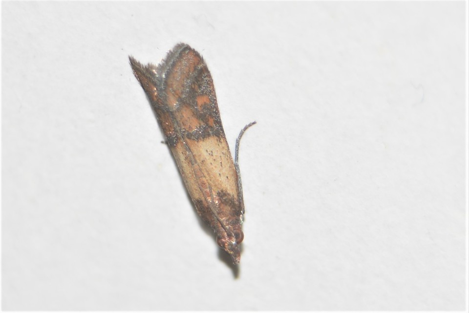 Plodia interpunctella - aszalványmoly