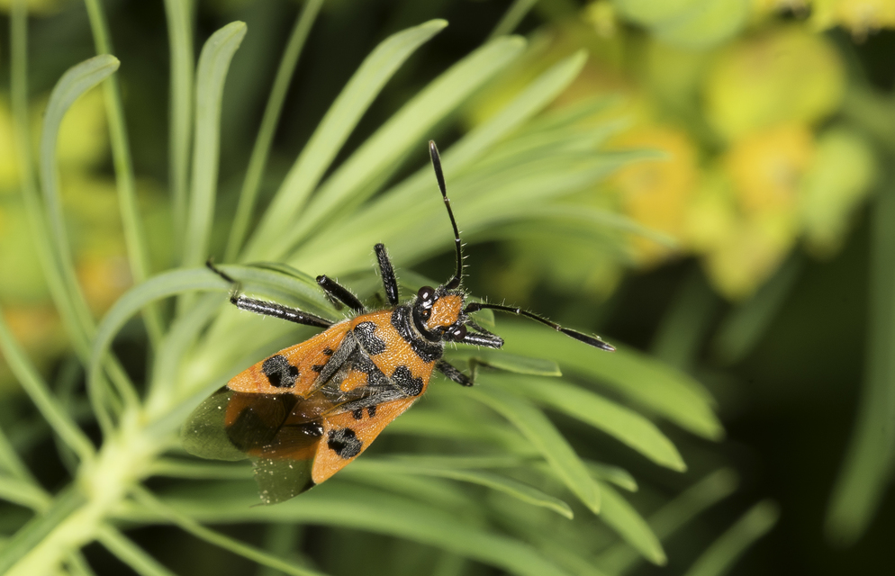 Corizus hyoscyami - piros karimáspoloska