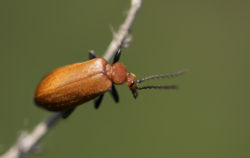 Pyrochroa serraticornis - közép-bíborbogár