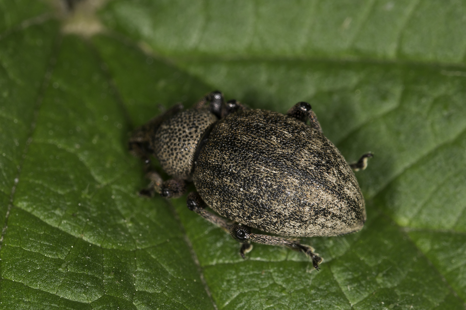 Otiorhynchus ligustici - vincellér-gyalogormányos