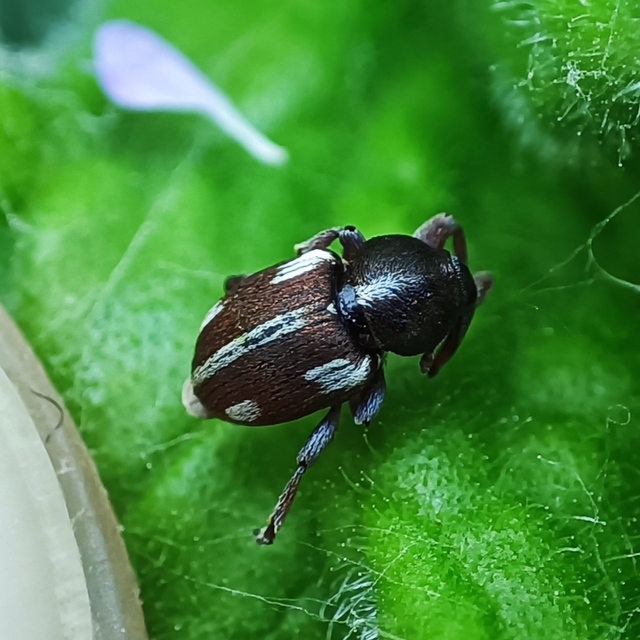 Tychius quinquepunctatus - borsó-tímárormányos