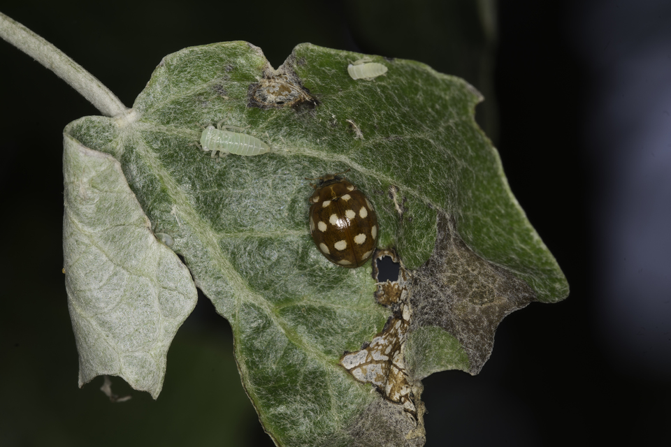 Calvia quatuordecimguttata - tizennégycseppes füsskata
