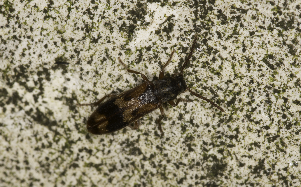 Hypulus quercinus - tölgy-komorka Hypulus quercinus - tölgy-komorka