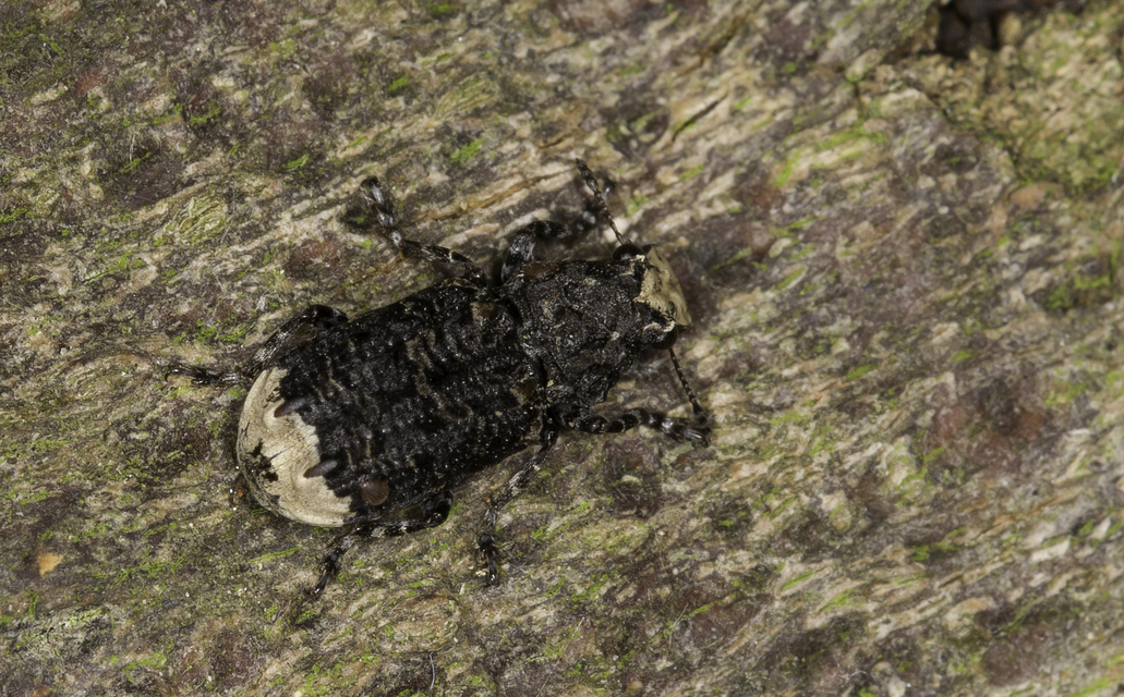 Platyrhinus resinosus - nagy orrosbogár