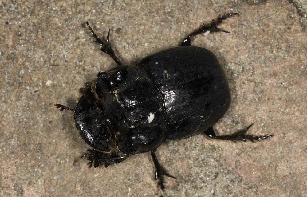 Copris lunaris - közönséges holdszarvú-ganéjtúró
