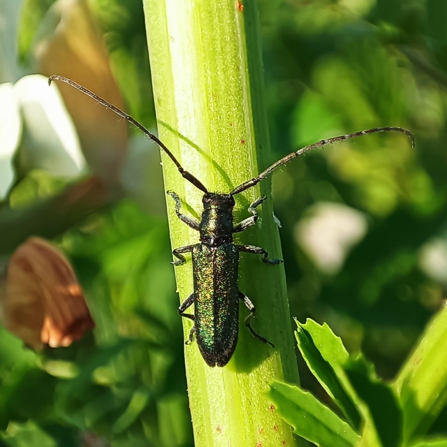 Agapanthia violacea - kék somkórócincér