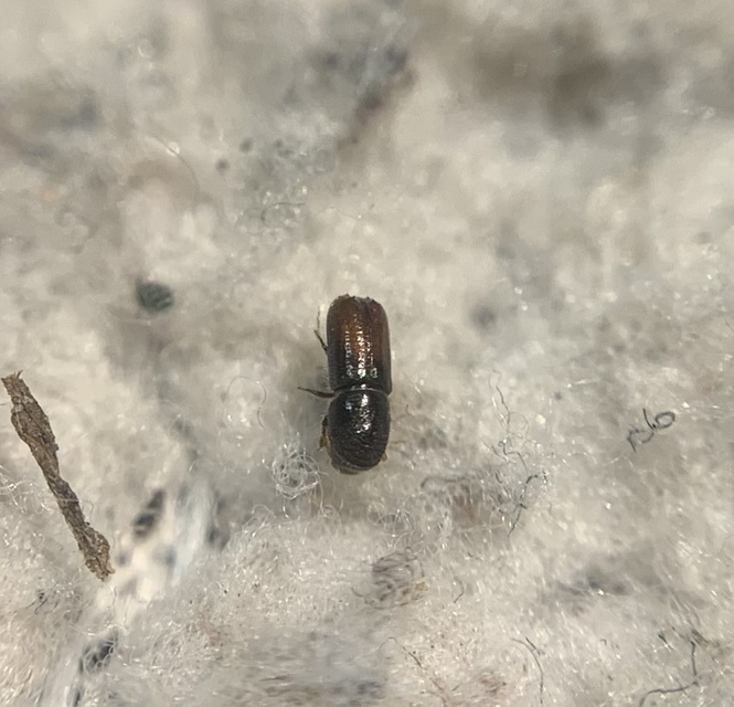 Pityogenes chalcographus - hatfogú firkálószú