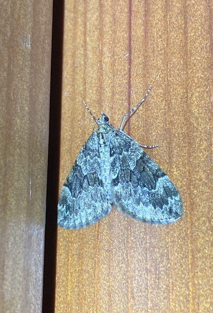 Thera variata/britannica