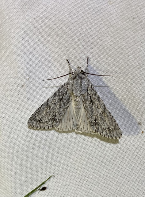 Acronicta aceris - vadgesztenye-szigonyosbagoly
