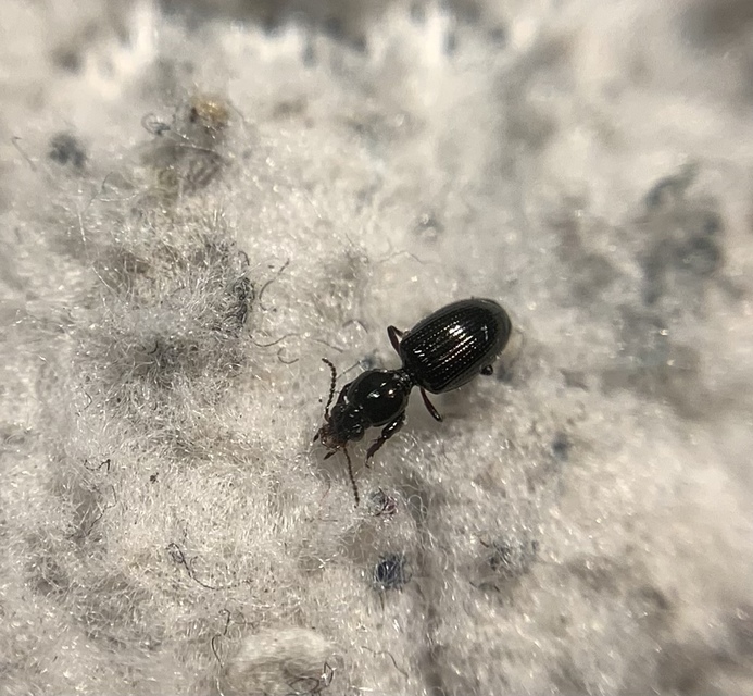 Dyschirius aeneus - közönséges ásófutó