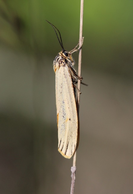 Spiris striata - csíkos molyszövő
