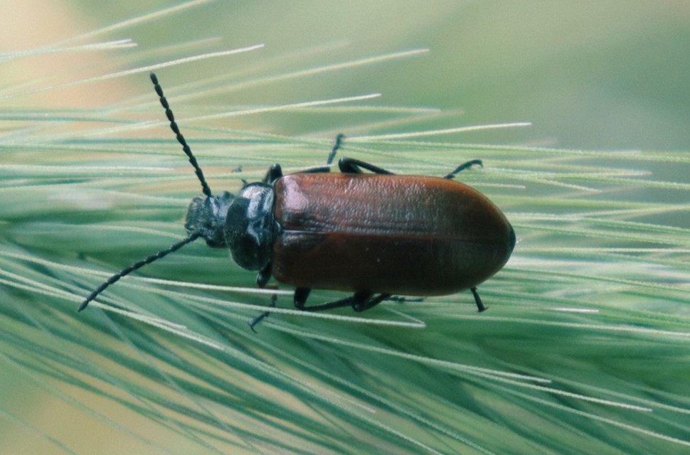 Omophlus proteus - közönséges pejbogár Omophlus proteus - közönséges pejbogár