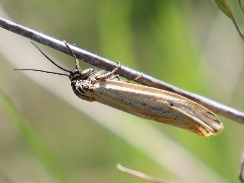 Spiris striata - csíkos molyszövő