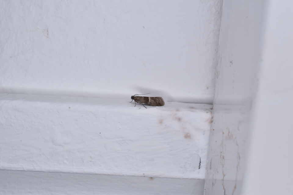 Elegia atrifasciella - füstös karcsúmoly