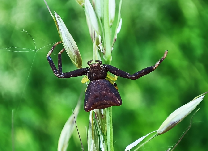 Araneae - Pókok