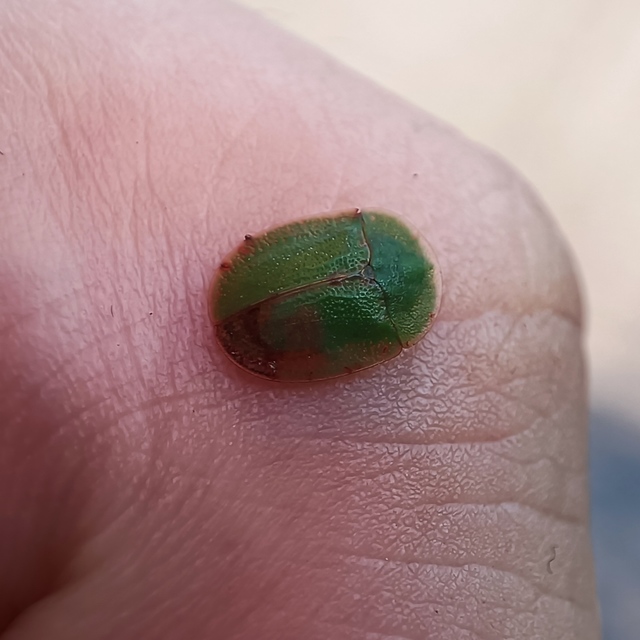 Cassida rubiginosa - lapos pajzsbogár Cassida rubiginosa - lapos pajzsbogár