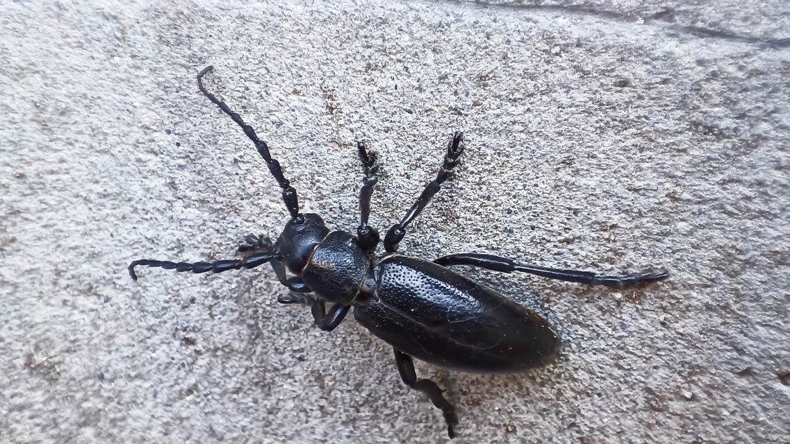Dorcadion aethiops - fekete gyalogcincér