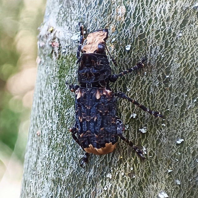 Platyrhinus resinosus - nagy orrosbogár
