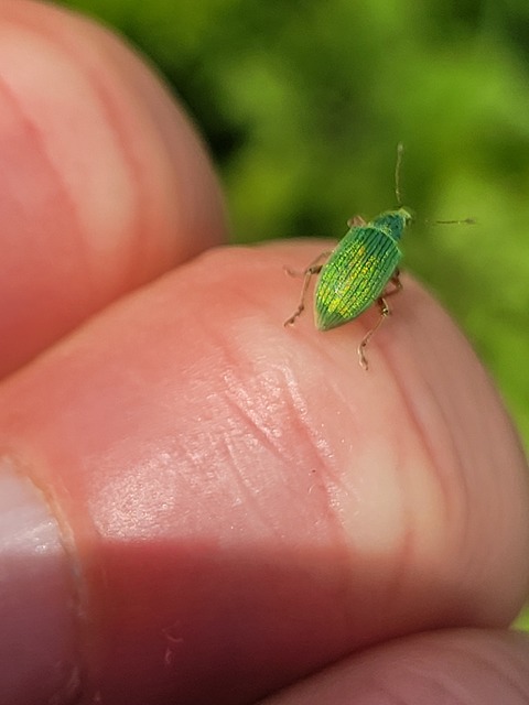 Polydrusus formosus - selymes lombormányos