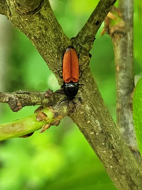Ampedus glycereus - hosszúkás pattanó